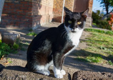 Siyah beyaz kedi portresi, siyah Sibirya kedisi.
