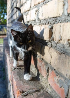 Genç siyah beyaz kedi duvar boyunca yürüyor..