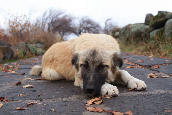 Chien Est Couché Sur Sol Automne — Photo