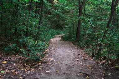 Ormanda doğal bir yürüyüş.