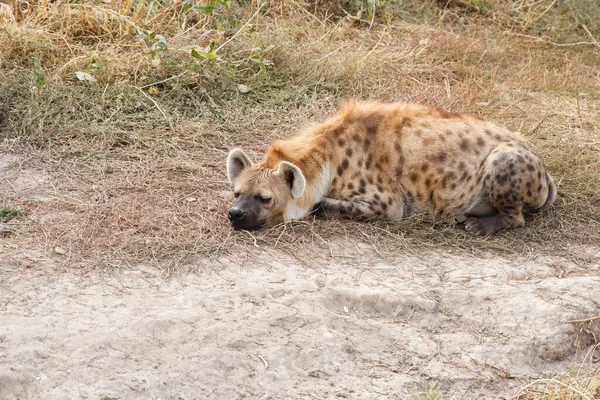 Roodharige Harige Vos Liggend Weg — Stockfoto