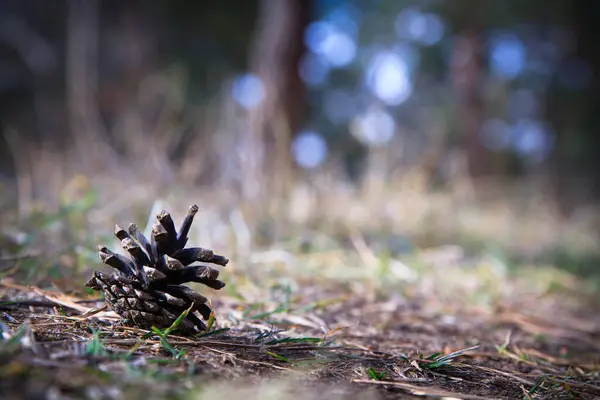 Cone Pinho Está Alfinetes Agulhas Chão Floresta — Fotografia de Stock