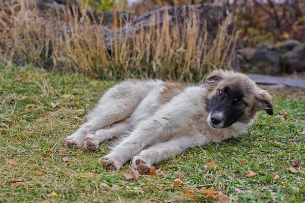 大狗躺在草地上 — 图库照片
