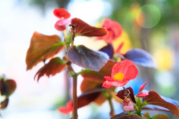 Közelkép Vörös Levelek Egy Virág — Stock Fotó