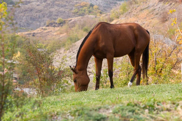 Cheval Brun Mangeant Herbe Sur Terrain — Photo