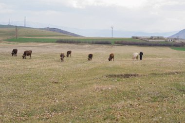 Tarlada ot yiyen inekler