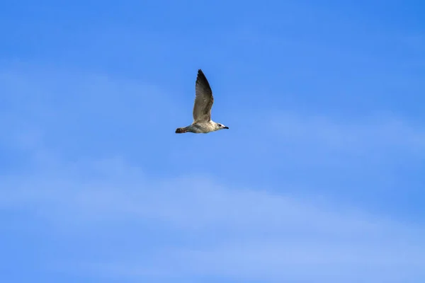 Pássaro Voando Céu Azul — Fotografia de Stock