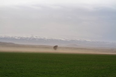 Sisin içinde yeşil bir alanda yapayalnız bir ağaç. 