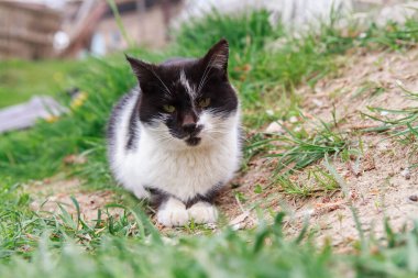 Çimenlerde oturan kısa saçlı kedi.