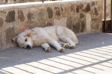 Beyaz köpek sokakta uyuyor.. 