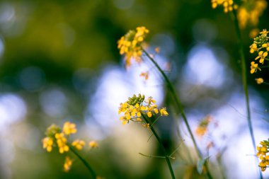 Büyüyen sarı çiçeklerle bulanık arkaplan