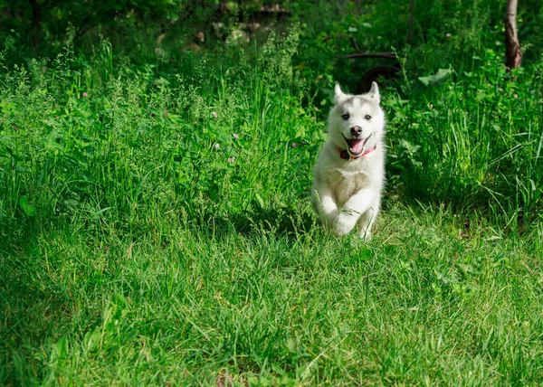 Yeşil çimenlikteki köpek 