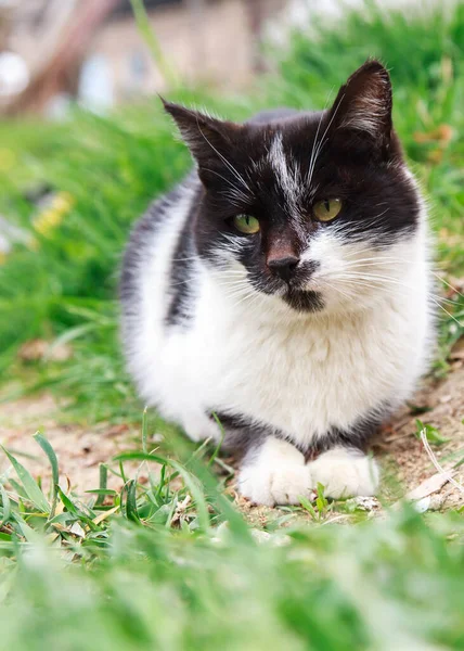 Çimenlerde oturan siyah beyaz kedi. 