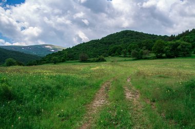 Yeşil çimenleri ve yeşil ağaçları olan bir dağ çayırı.. 