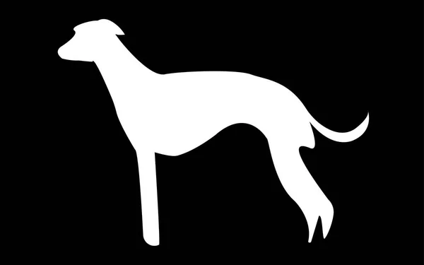 Weiße Whippet-Silhouette auf schwarzem Hintergrund — Stockvektor