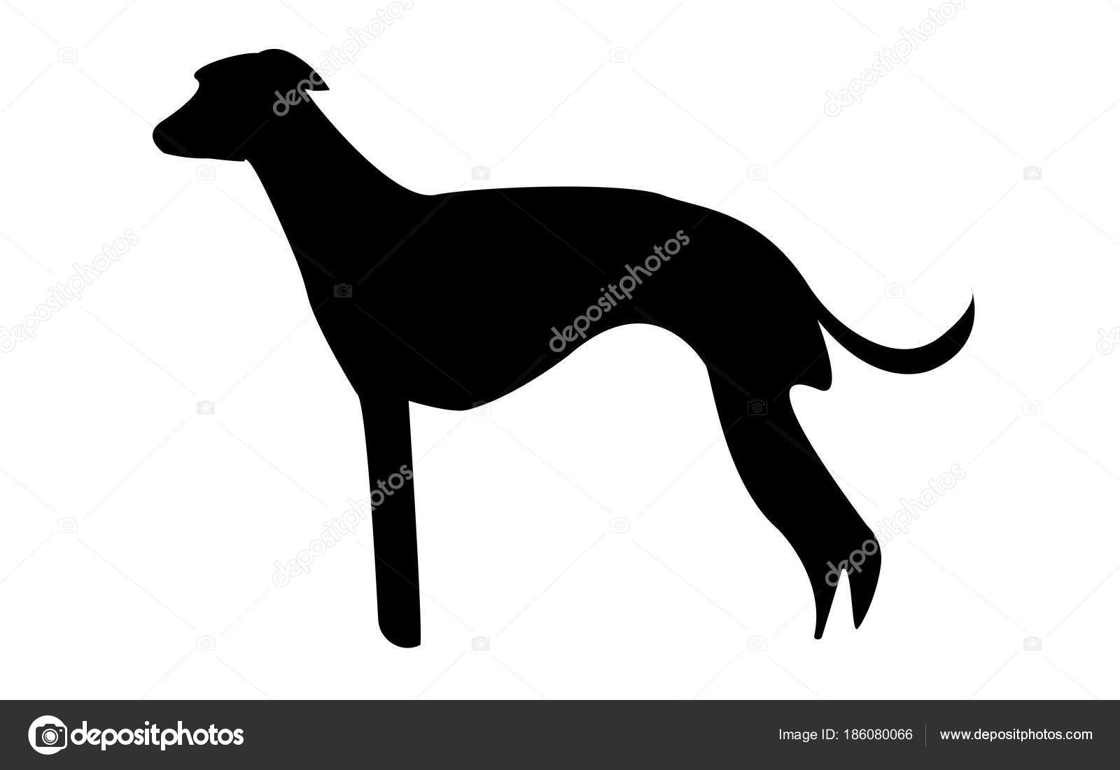 Image vectorielle Silhouette whippet sur fond blanc par ©vector_best -  186080066, image size:1600x1100