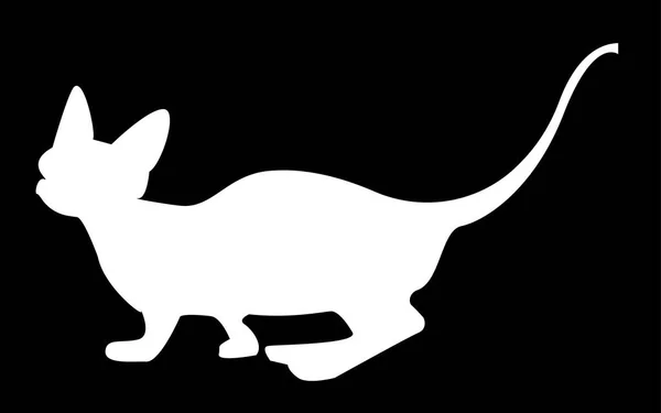 Weiße Sphynx-Katzensilhouette auf schwarzem Hintergrund — Stockvektor