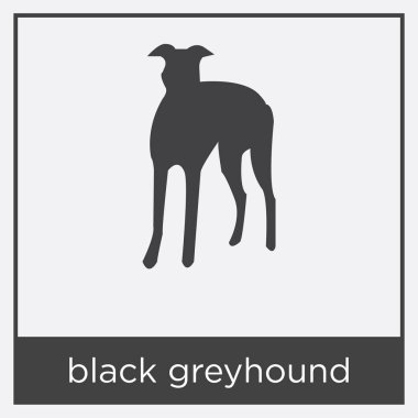 Beyaz arka plan üzerinde izole siyah greyhound simgesi