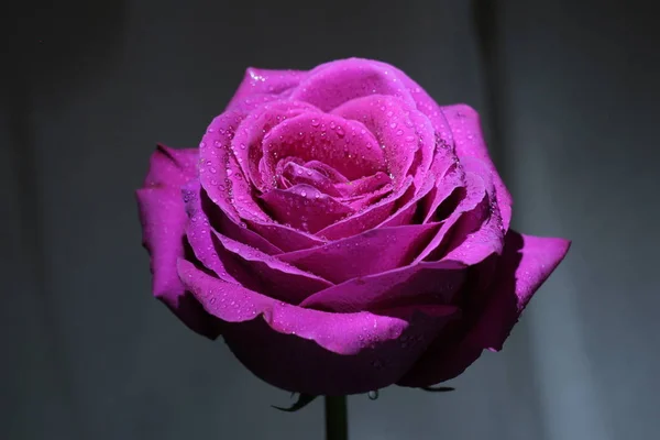 Роуз Світлі Ліхтаря — стокове фото
