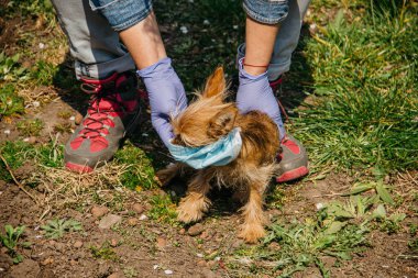 Türünün küçük köpeği, Yorkshire Terrier sokakta tıbbi bir maskeyle yürüyor.
