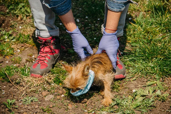 Perro Pequeño Raza Yorkshire Terrier Camina Por Calle Con Una — Foto de Stock