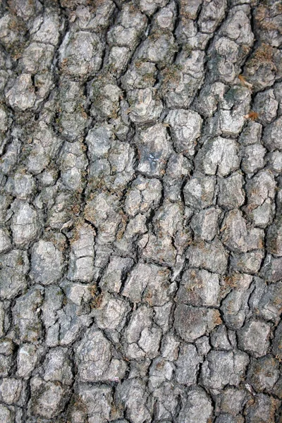 Holzstruktur Einer Kiefer — Stockfoto