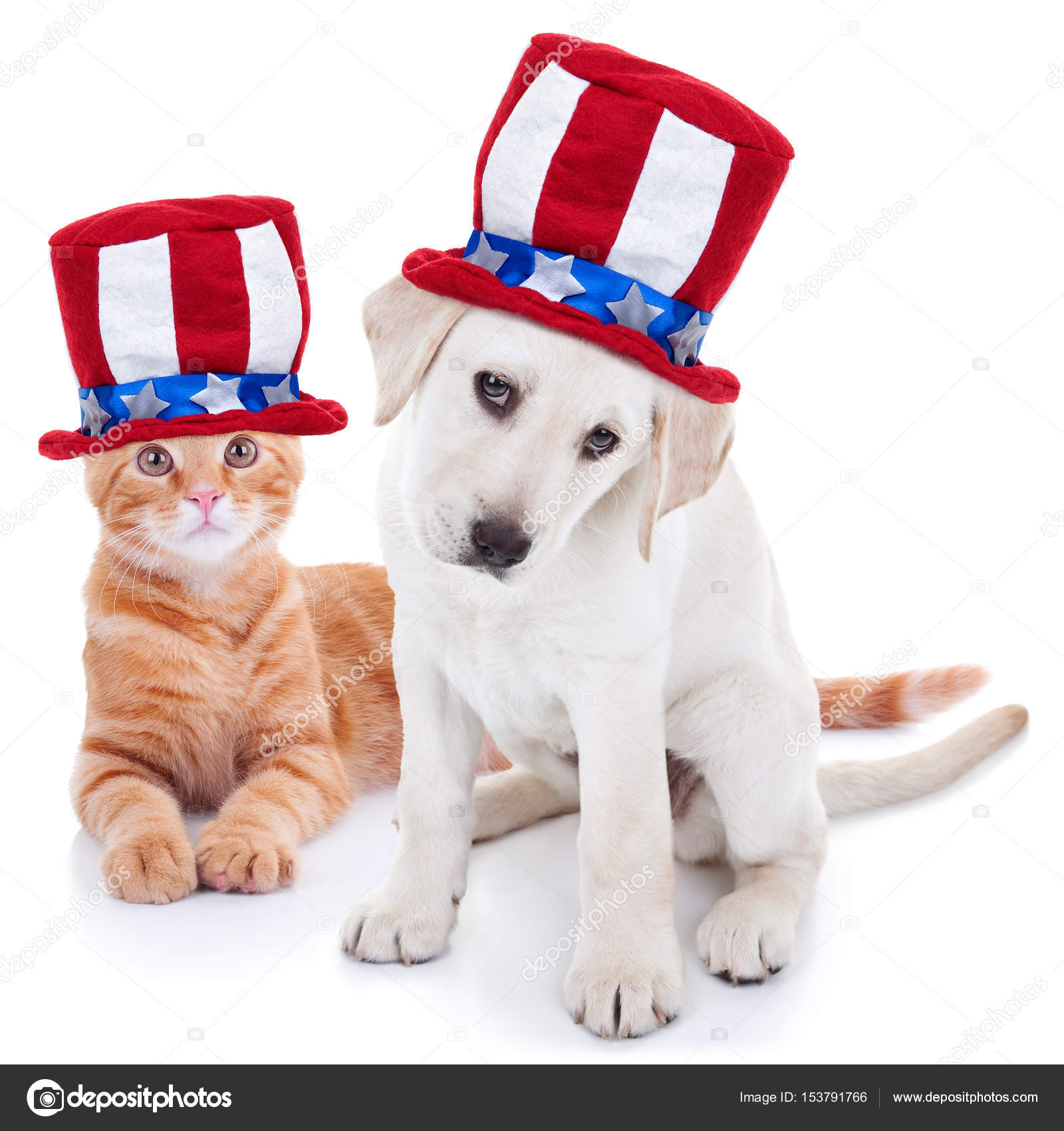 happy 4th of july boxer dog