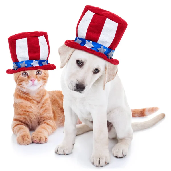 Chien et chat patriotique américain pour le 4 juillet et le Jour du Souvenir — Photo