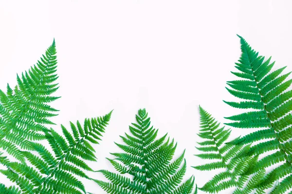 Fern leaves isolated on white background. Flat lay, top view