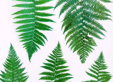 Fern beyaz arka plan üzerinde izole desen bırakır. Düz yatıyordu, en iyi görünümü