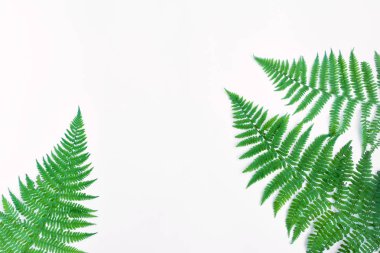 Fern izole üzerinde beyaz arka plan bırakır. Düz yatıyordu, en iyi görünümü