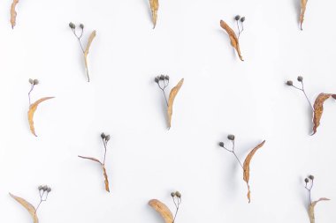 Ihlamur ağacı tohumları beyaz arka plan üzerinde sonbahar deseni. Üstten Görünüm, düz yerde kal, yukarıdan görüntülemek