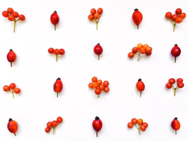 Parlak çilek köpek gül beyaz zemin üzerine bir model. Düz yatıyordu, en iyi görünümü