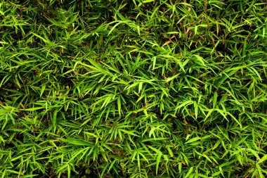 Parlak bambu arka plan bırakır. Taze yaz doğal duvar kağıdı