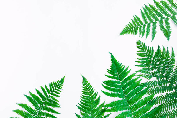 Fern leaves isolated on white background. Flat lay, top view