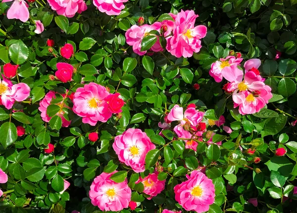 Fundo de um arbusto florescente do cão-aumentou com flores rosa-vivas closeup — Fotografia de Stock