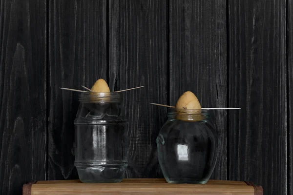 Dwa nasiona awokado w szklanych butelek z wodą — Zdjęcie stockowe