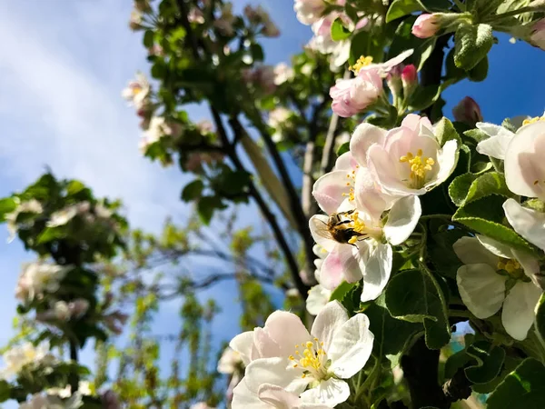 Kwitnąca apple brunch na tle przyrody. Wiosna kwiaty kwitnący ogród — Zdjęcie stockowe
