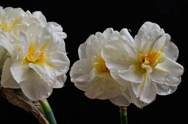 Koyu arkaplanda güzel çiçekler, yaz konsepti, yakın manzara  