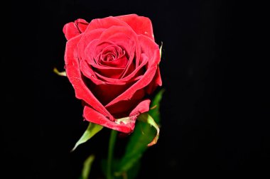 Koyu arkaplanda güzel bir gül çiçeği, yaz konsepti, yakın görüş  