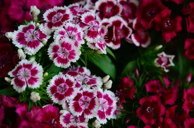 Güneşli yaz gününde bahçede yetişen güzel çiçekler. 