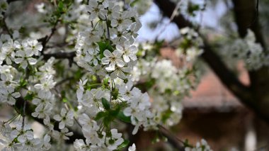 Beyaz güzel çiçekli elma ağacı dalları, yakın plan, bahar konsepti.  