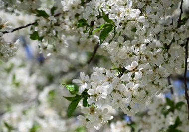 Beyaz güzel çiçekli elma ağacı dalları, yakın plan, bahar konsepti.  