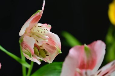 Koyu arkaplanda güzel çiçekler, yaz konsepti, yakın manzara  