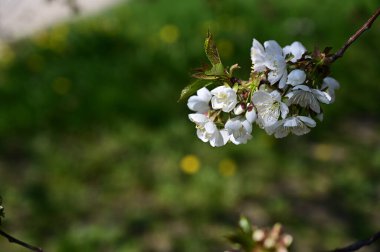 Beyaz çiçekli elma ağacı, yakın plan, bahar konsepti.  