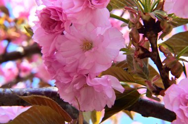 Güzel çiçekli sakura ağacı, yakın plan, bahar konsepti.  