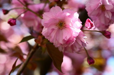 Güzel çiçekli sakura ağacı, yakın plan, bahar konsepti.  