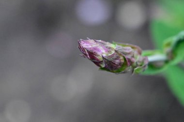 Yaz günü bahçede yeşil bitkiler