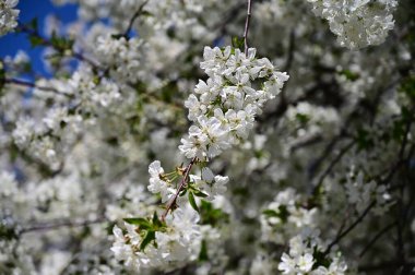 Beyaz çiçekli elma ağacı, yakın plan, bahar konsepti.  