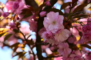 Güzel çiçekli sakura ağacı, yakın plan, bahar konsepti.  